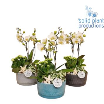 image COMPO 3 PLANTES CERAM