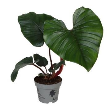 image PHILODENDRON MCDOWELL