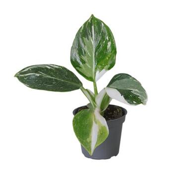 image PHILODENDRON