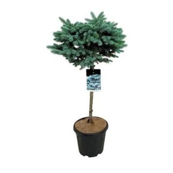 image PICEA GLAUCA GLOBOSA TIGE