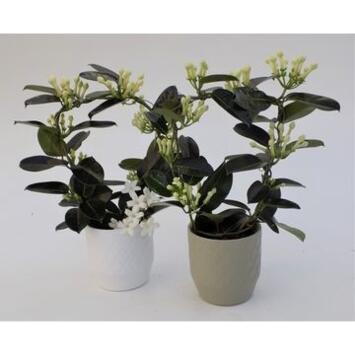 image STEPHANOTIS 10/12GR ARCEAU CERAM