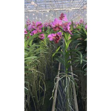 image VANDA ROSE SUSP