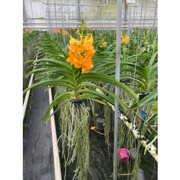 image VANDA ORANGE SUSP