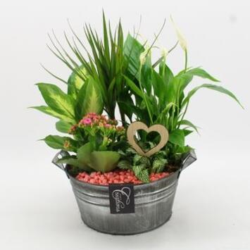 image COMPO 5 PLANTES ZINC
