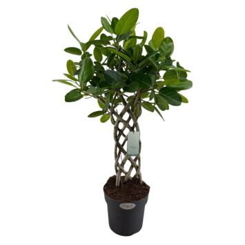 image FICUS BENGHALENSIS AUDRREY TRESSE