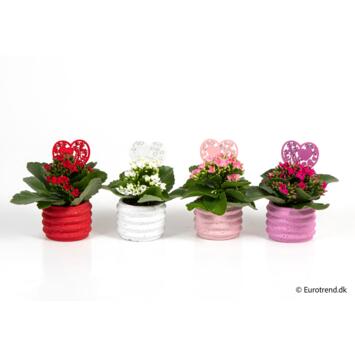 image KALANCHOE FL DBLE CERAM