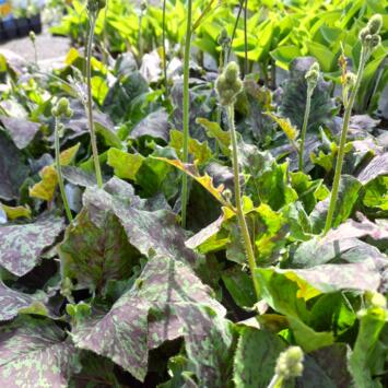 image HIERACIUM MACULATUM LEOPARD BQ10