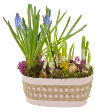 image ZINC PIVOINE 20