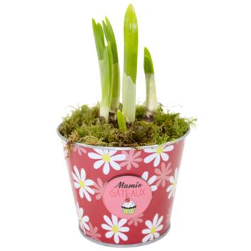 image ZINC ANEMONE 20