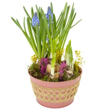 image ZINC HORTENSIA 20