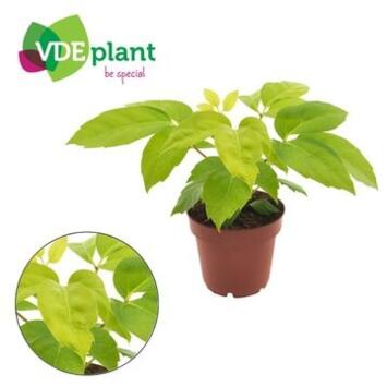 image SCHEFFLERA ACTINOPHYLLA