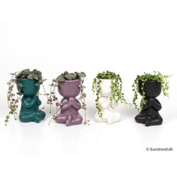 image PLANTES VERTES CERAM