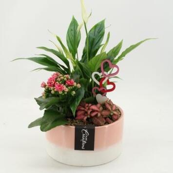 image COMPO 3 PLANTES CERAM