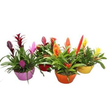 image BROMELIACEE X4 CERAM