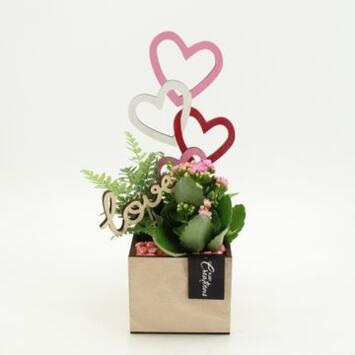 image COMPO KALANCHOE BOIS