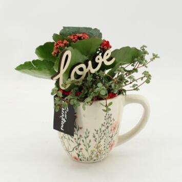 image KALANCHOE FL DBLE CERAM TASSE