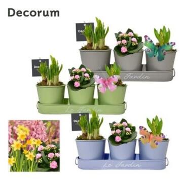 image COMPO 3 PLANTES ZINC