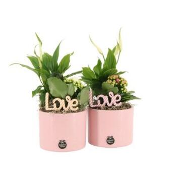 image COMPO 2 PLANTES CERAM