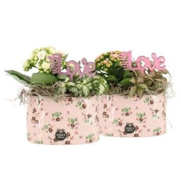 image COMPO 2 PLANTES CERAM