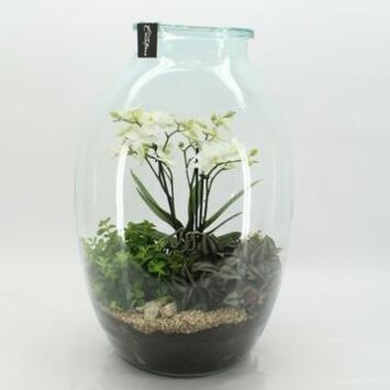 image COMPO PHALAENOPSIS VERRE