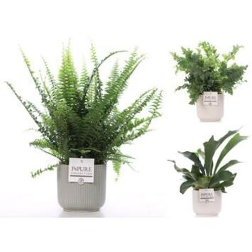 image FOUGERE VARIEES