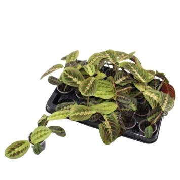 image MARANTA FASCINATOR