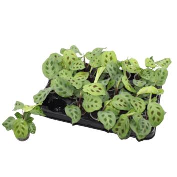 image MARANTA KERCHOVEANA