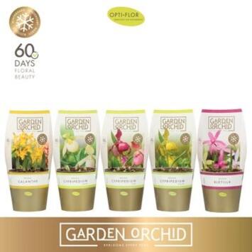 image ORCHIDEES VARIEES