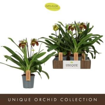 image PAPHIOPEDILUM 2BR