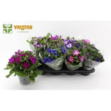 image CINERAIRE FLEURI