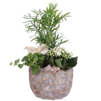 image COMPO 3 PLANTES CERAM