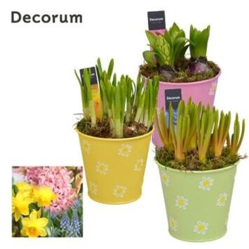 image BULBES VARIES ZINC