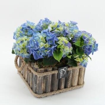image HORTENSIA VANNERIE