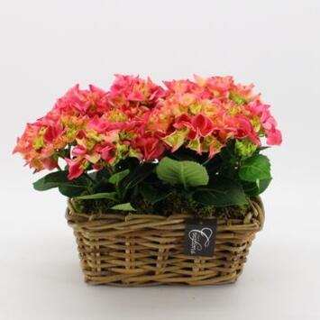 image HORTENSIA VANNERIE