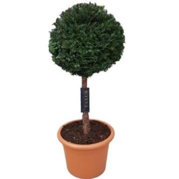 image TAXUS BACCATA TIGE