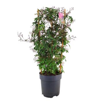 image JASMIN ROSE PALISSE