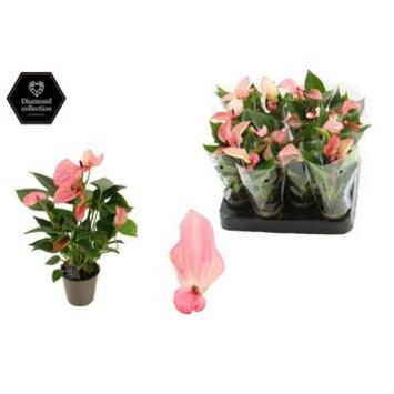 image ANTHURIUM ANDREANUM MATATA
