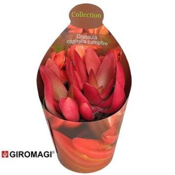 image CRASSULA CAPITELLA