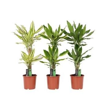 image DRACAENA VARIES 45-20