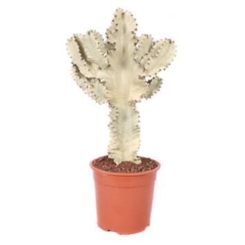 image EUPHORBIA