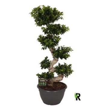 image FICUS GINSENG