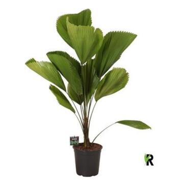 image LICUALA GRANDIS