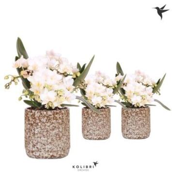 image PHALAENOPSIS 4BR MF BLANC CERAM