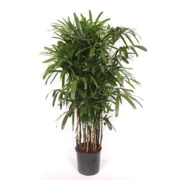 image RHAPIS EXCELSA