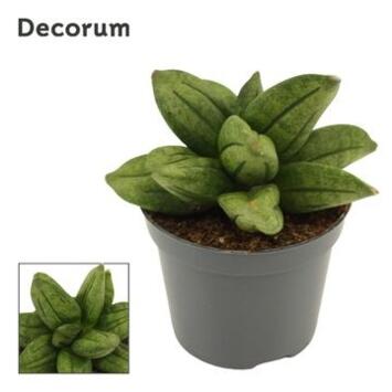 image SANSEVIERIA PYRAMID CROWN