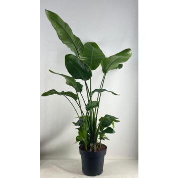 image STRELITZIA NICOLAI