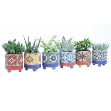 image SUCCULENTE CERAM