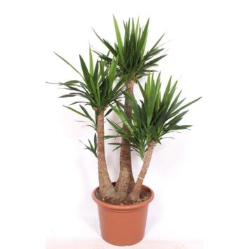 image YUCCA 3PP