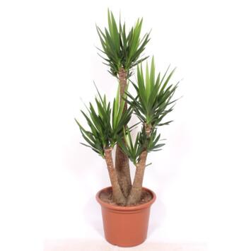 image YUCCA 3PP
