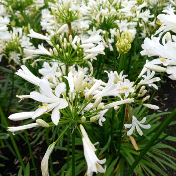 image AGAPANTHE AFRICANUS PITCHOUNE WHITE